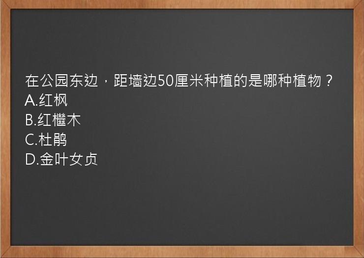 在公园东边，距墙边50厘米种植的是哪种植物？