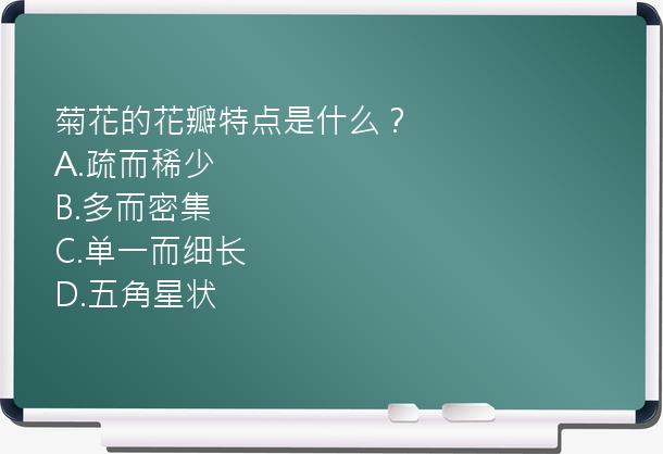 菊花的花瓣特点是什么？